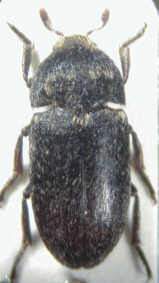 dermestes_sardous.jpg