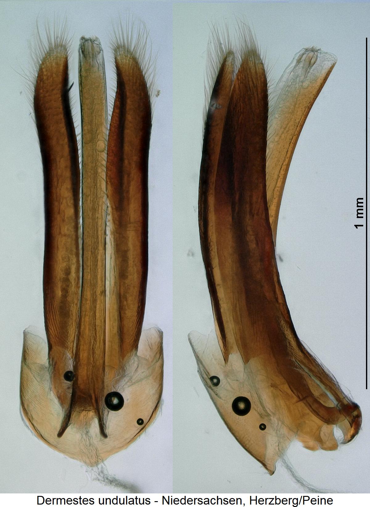 dermestes_undulatus.jpg