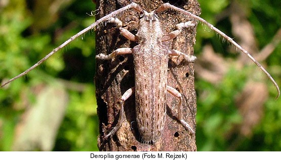 deroplia_gomerae.jpg