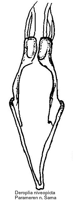 deroplia_niveopicta_pm.jpg
