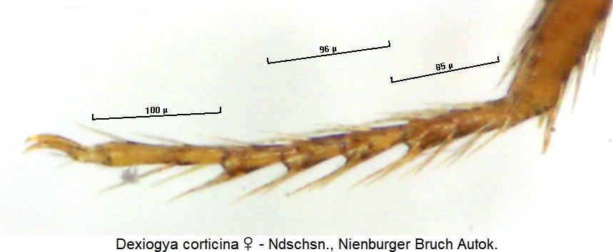 dexiogya_corticinahtr.jpg