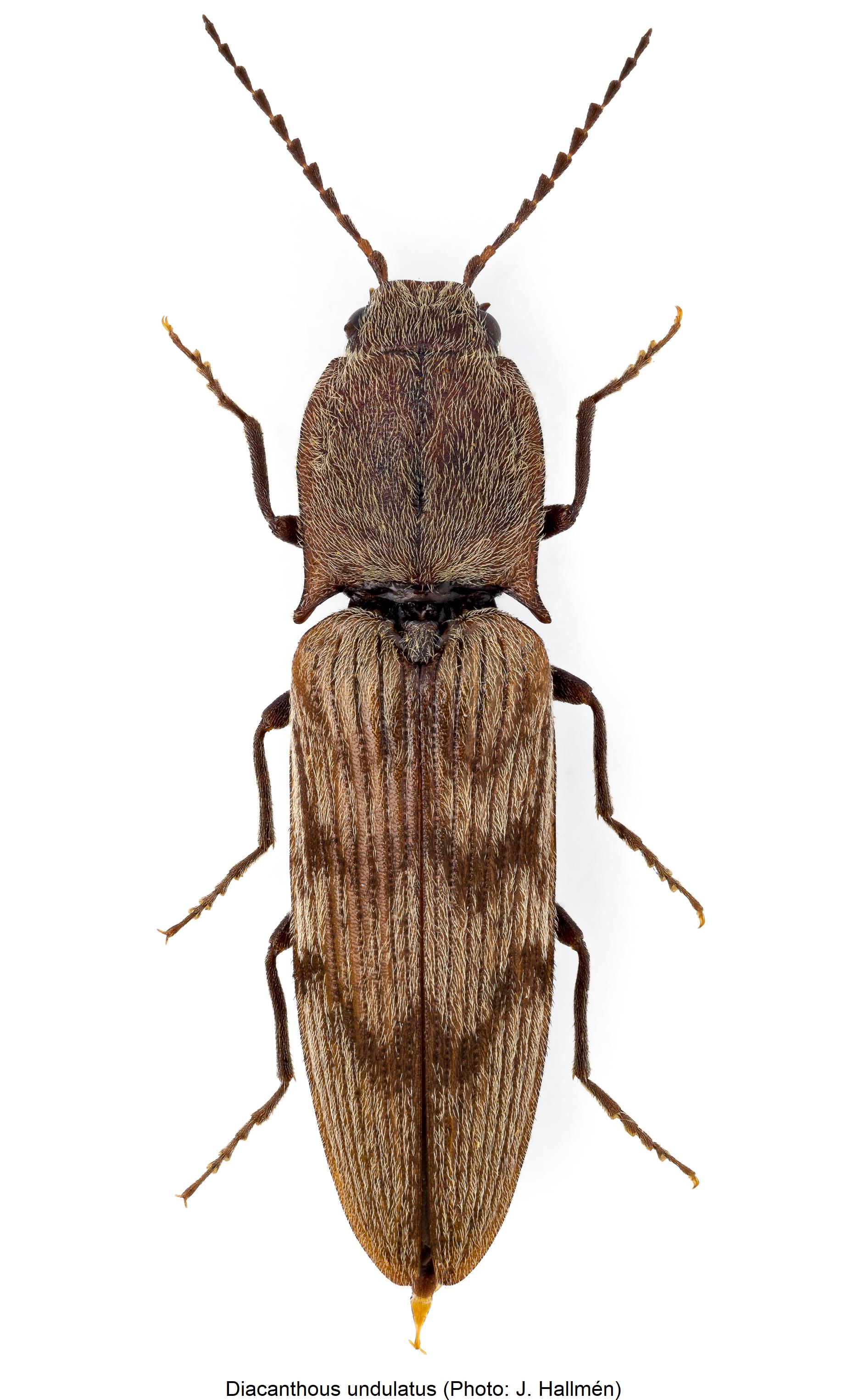 diacanthous_undulatus_hab.jpg