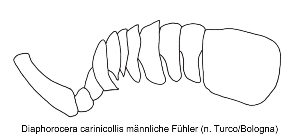 diaphorocera_carinicollis_f.jpg