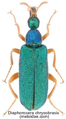 diaphorocera_chrysoprasis.jpg