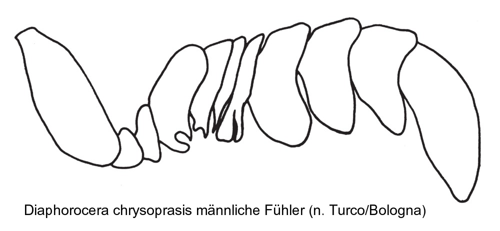 diaphorocera_chrysoprasis_f.jpg