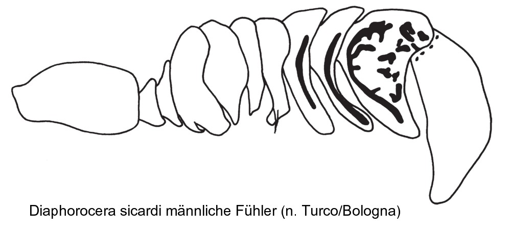 diaphorocera_sicardi_f.jpg