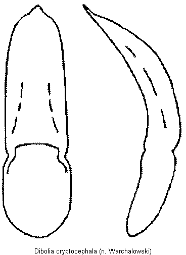 dibolia_cryptocephala.gif
