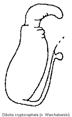 dibolia_cryptocephala_sperm.gif