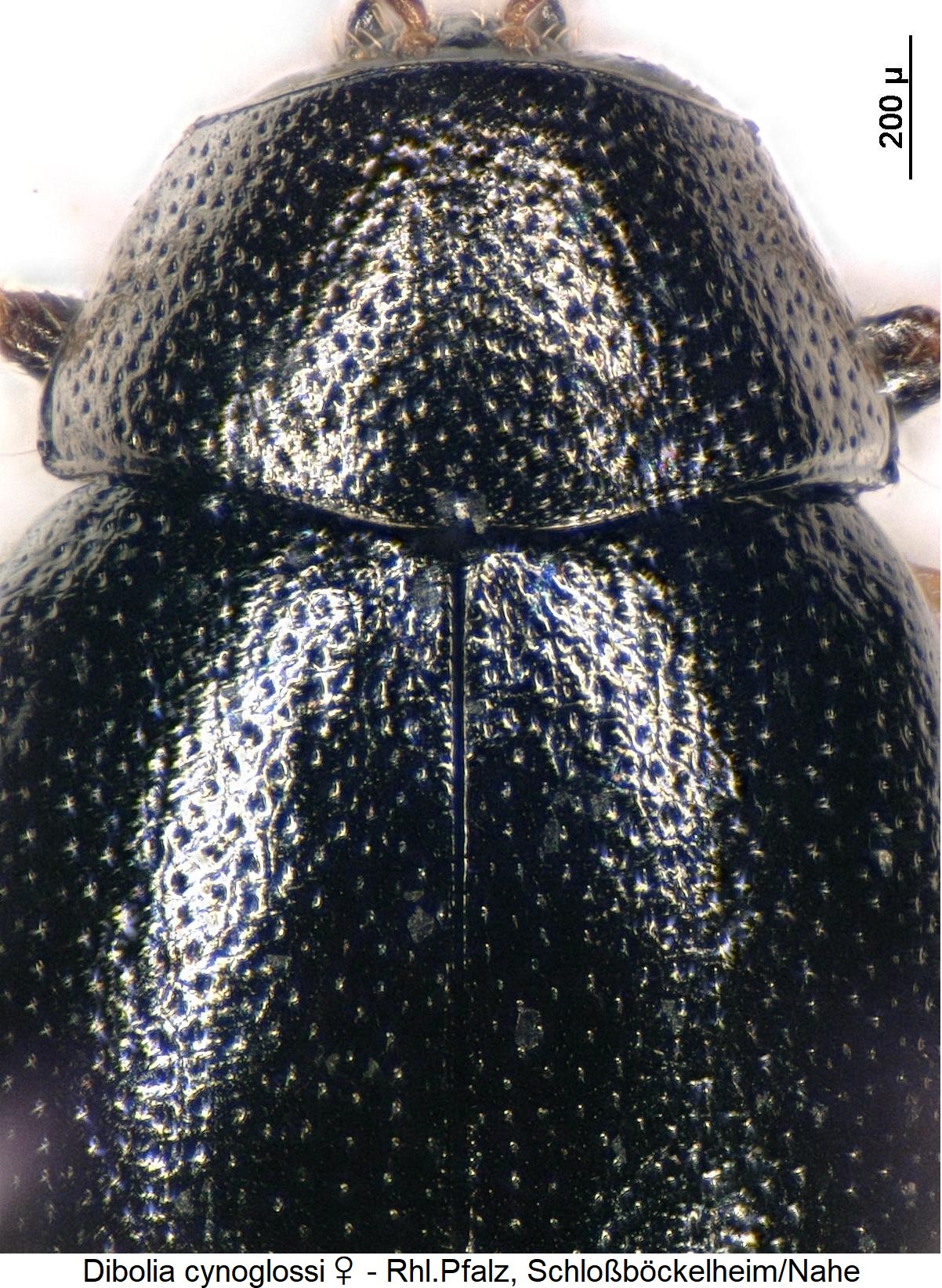 dibolia_cynoglossi_w_vk.jpg