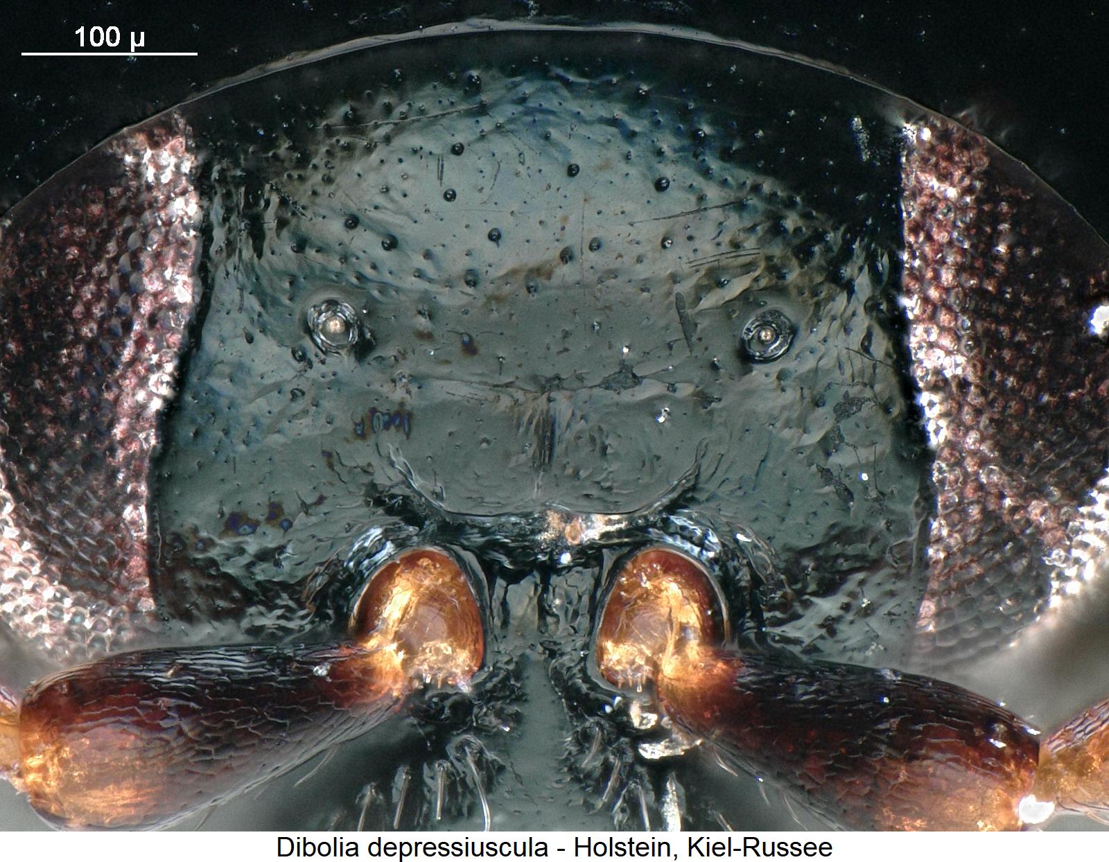 dibolia_depressiuscula_k.jpg