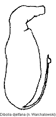 dibolia_djelfana_sperm.gif