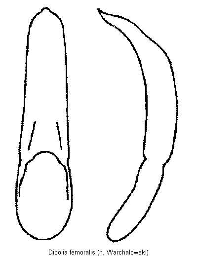 dibolia_femoralis.gif