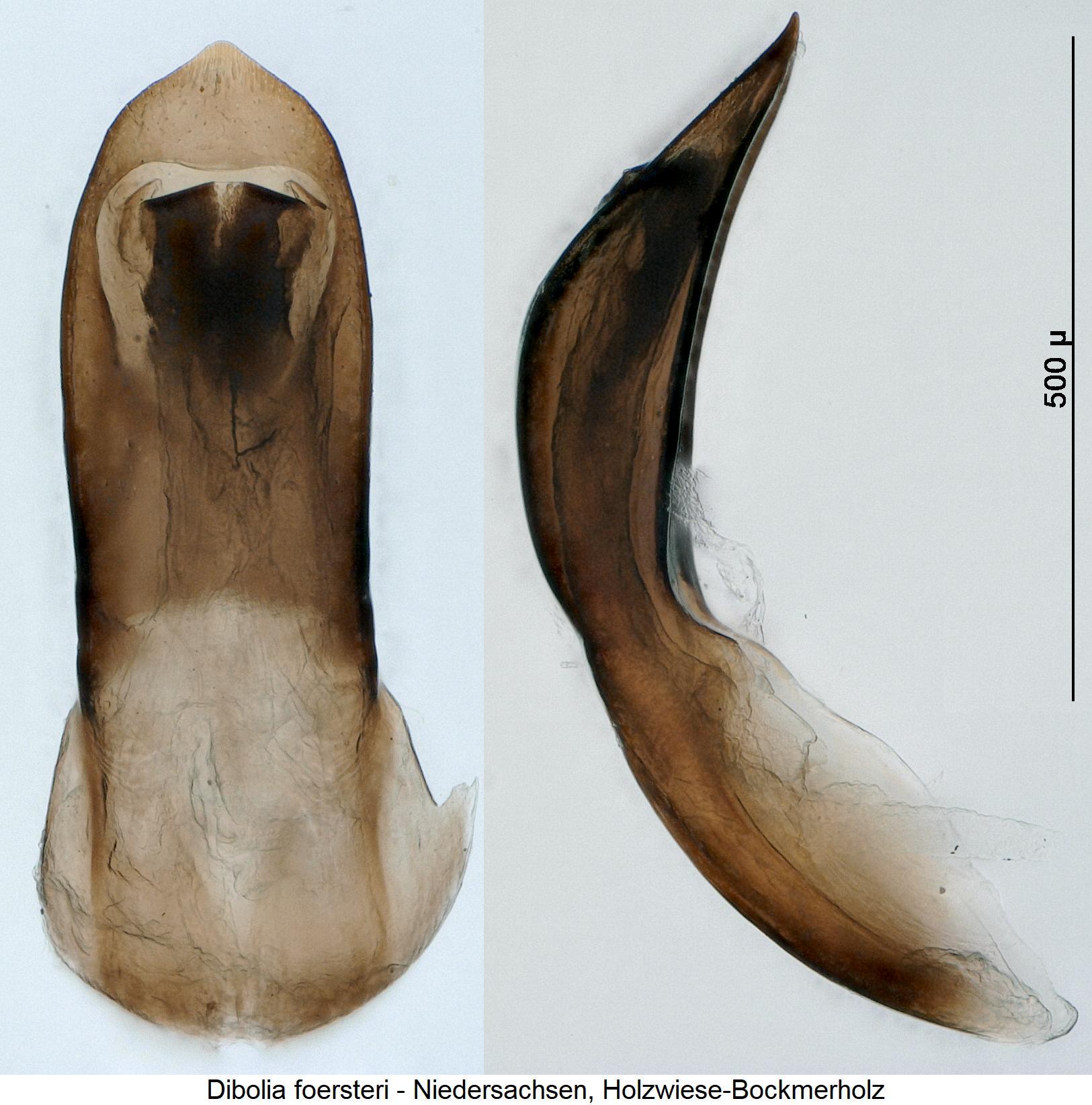 dibolia_foersteri.jpg