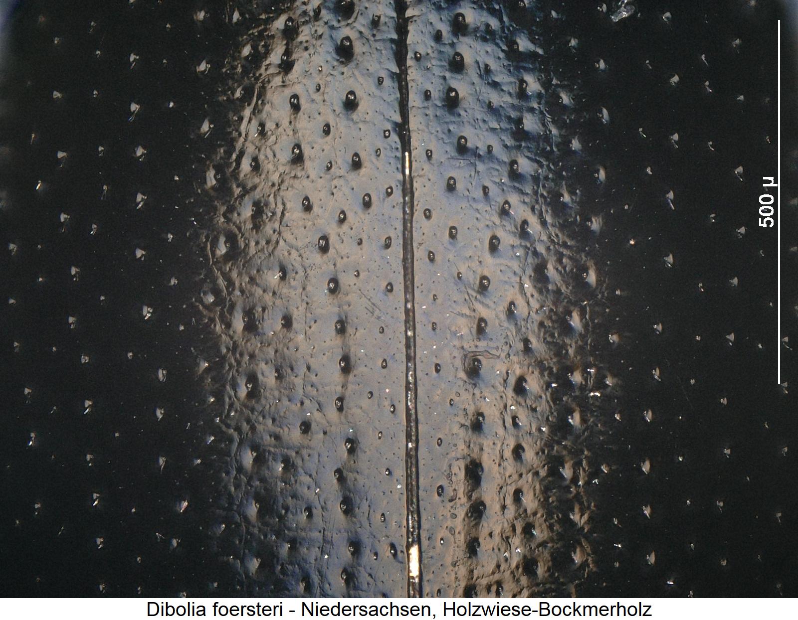 dibolia_foersteri_fld_ms.jpg