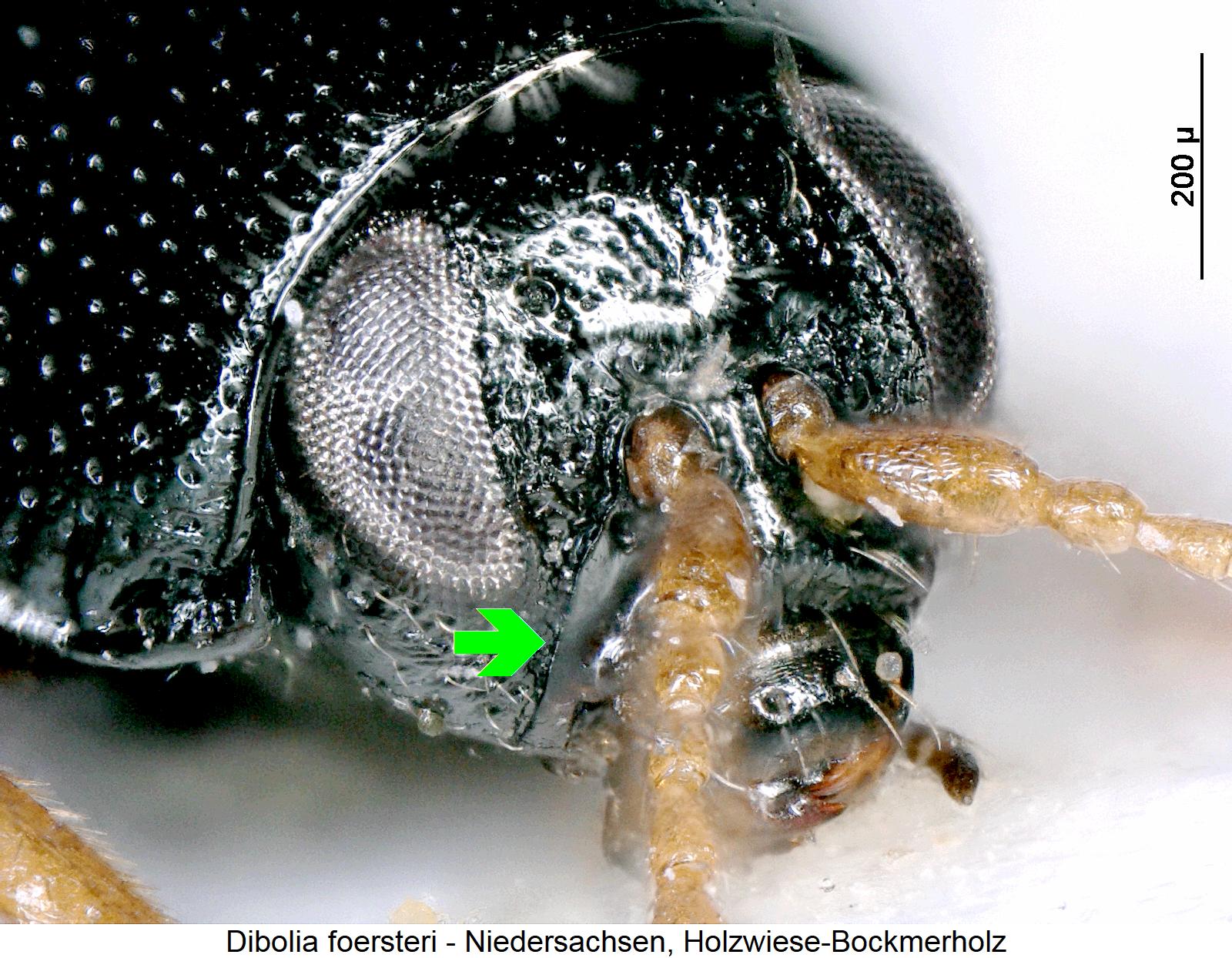 dibolia_foersteri_k.jpg