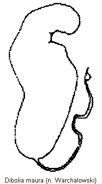 dibolia_maura_sperm.gif