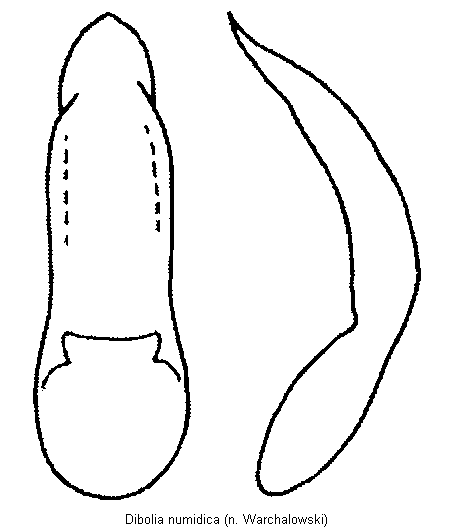 dibolia_numidica.gif