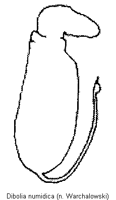 dibolia_numidica_sperm.gif