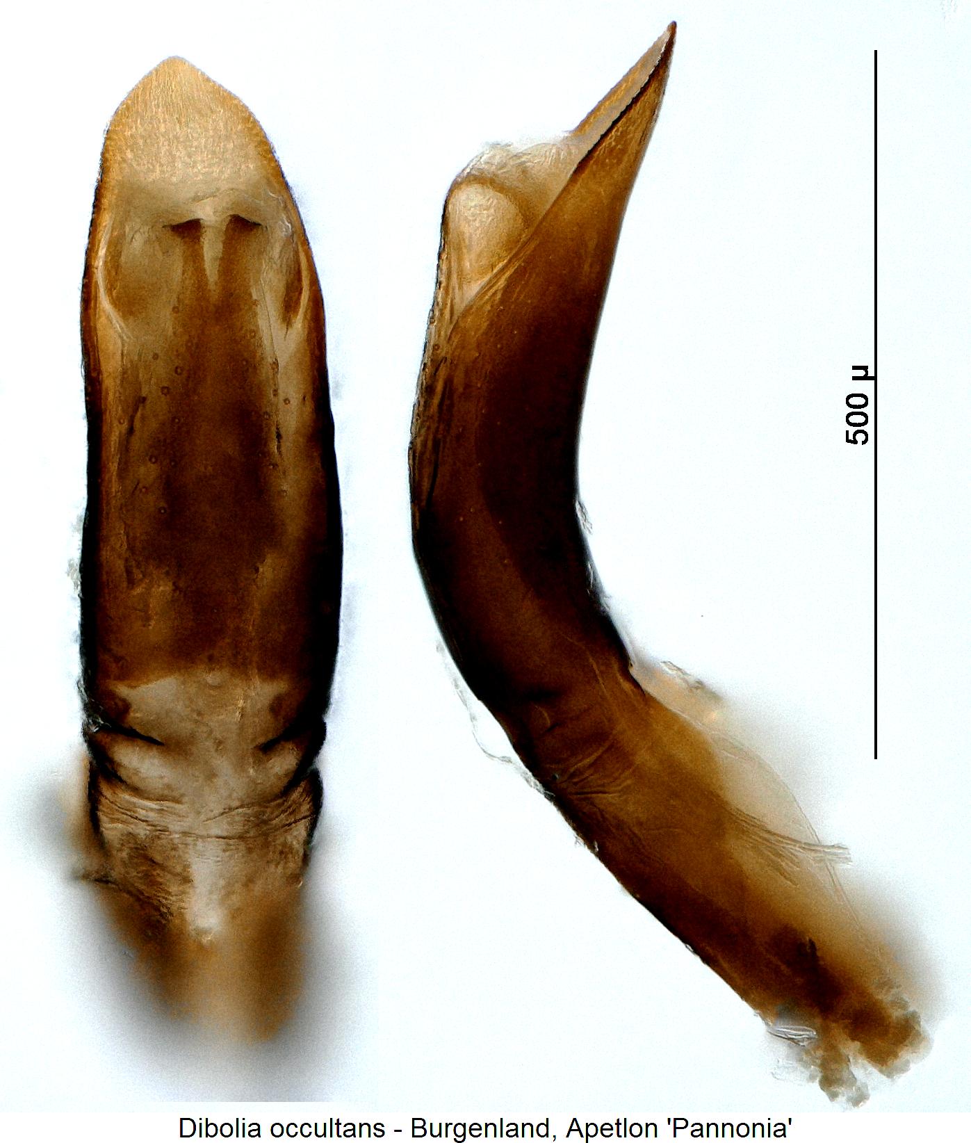 dibolia_occultans.jpg