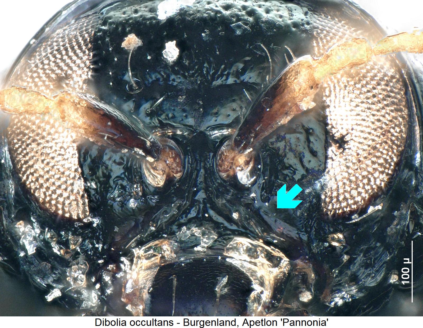 dibolia_occultans_k.jpg