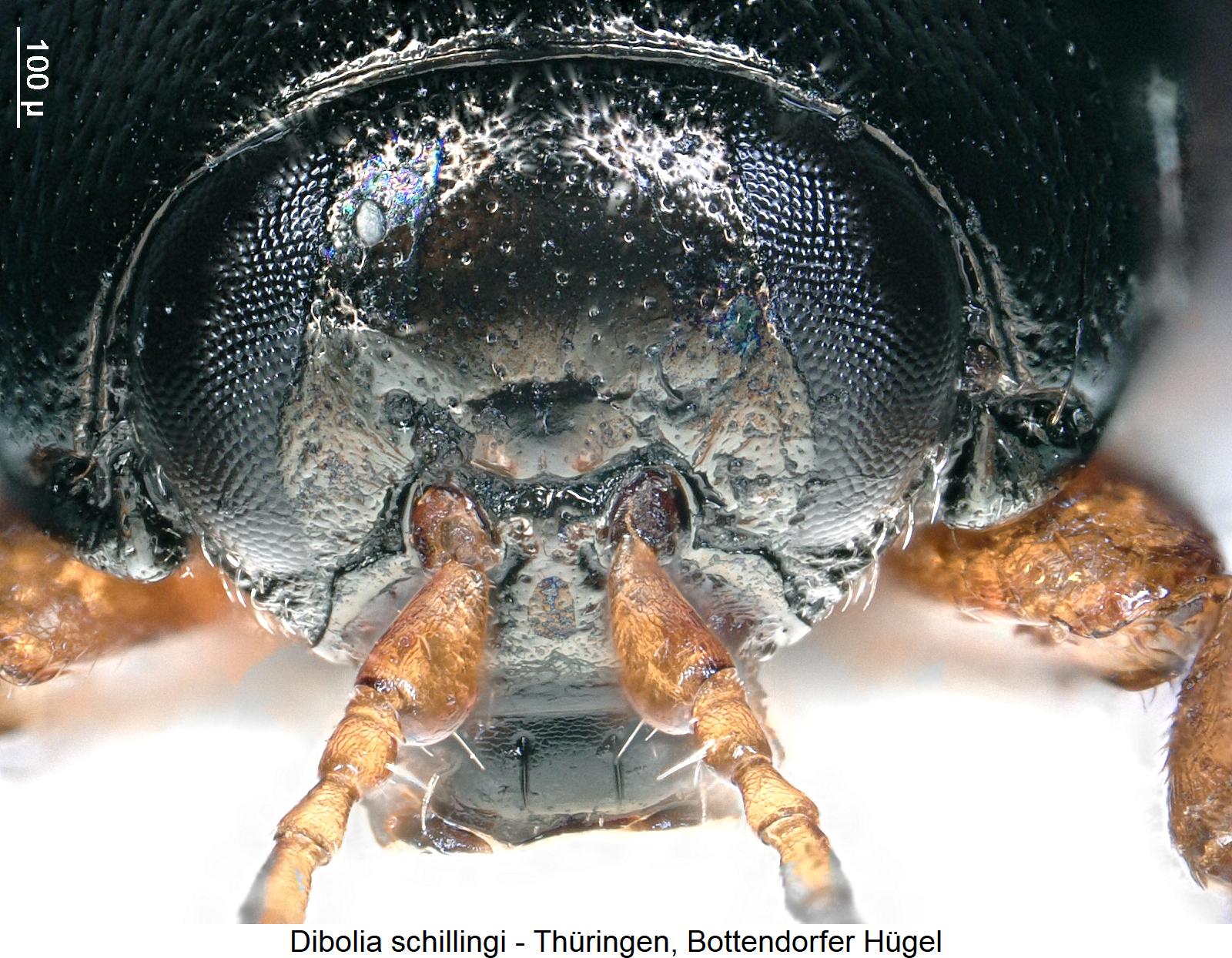 dibolia_schillingi_k.jpg