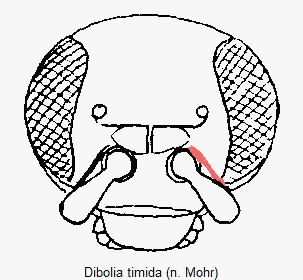 dibolia_timida_k.gif
