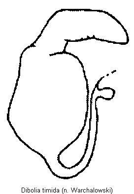 dibolia_timida_sperm.gif