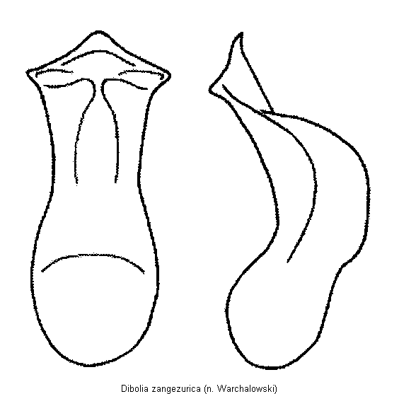 dibolia_zangezurica.gif