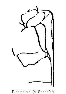 dicerca_alni_mbr.gif