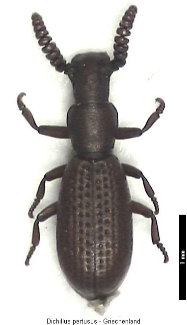 dichillus_pertusus_hab.jpg