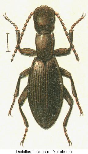 dichillus_pusillus_hab.jpg