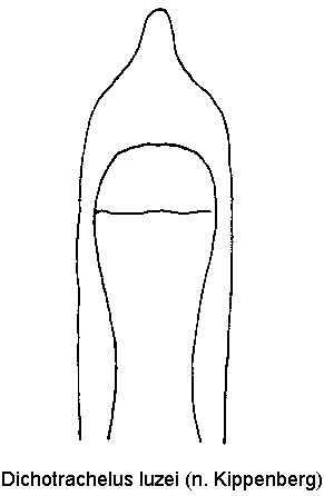 dichotrachelus_luzei.gif