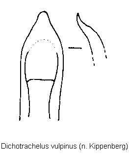 dichotrachelus_vulpinus.gif