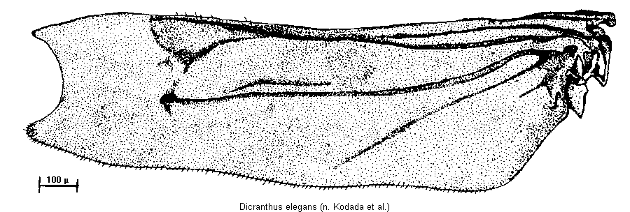 dicranthus_elegans_hfl.gif