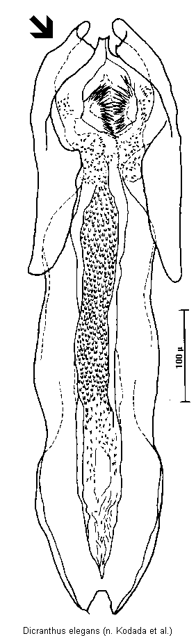 dicranthus_elegans_pc.gif
