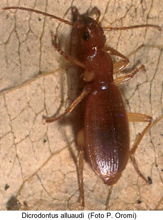 dicrodontus_alluaudi.jpg