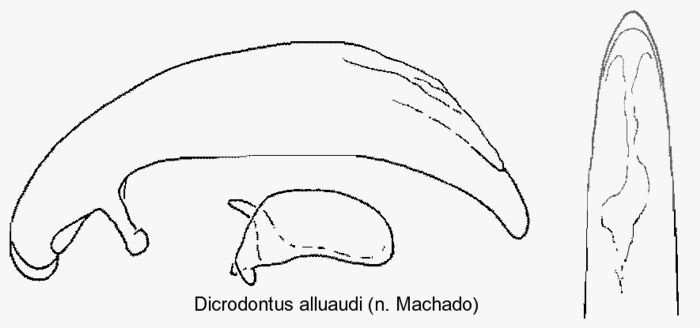 dicrodontus_alluaudi_aed.gif