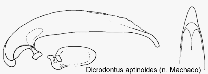 dicrodontus_aptinoides_aed.gif