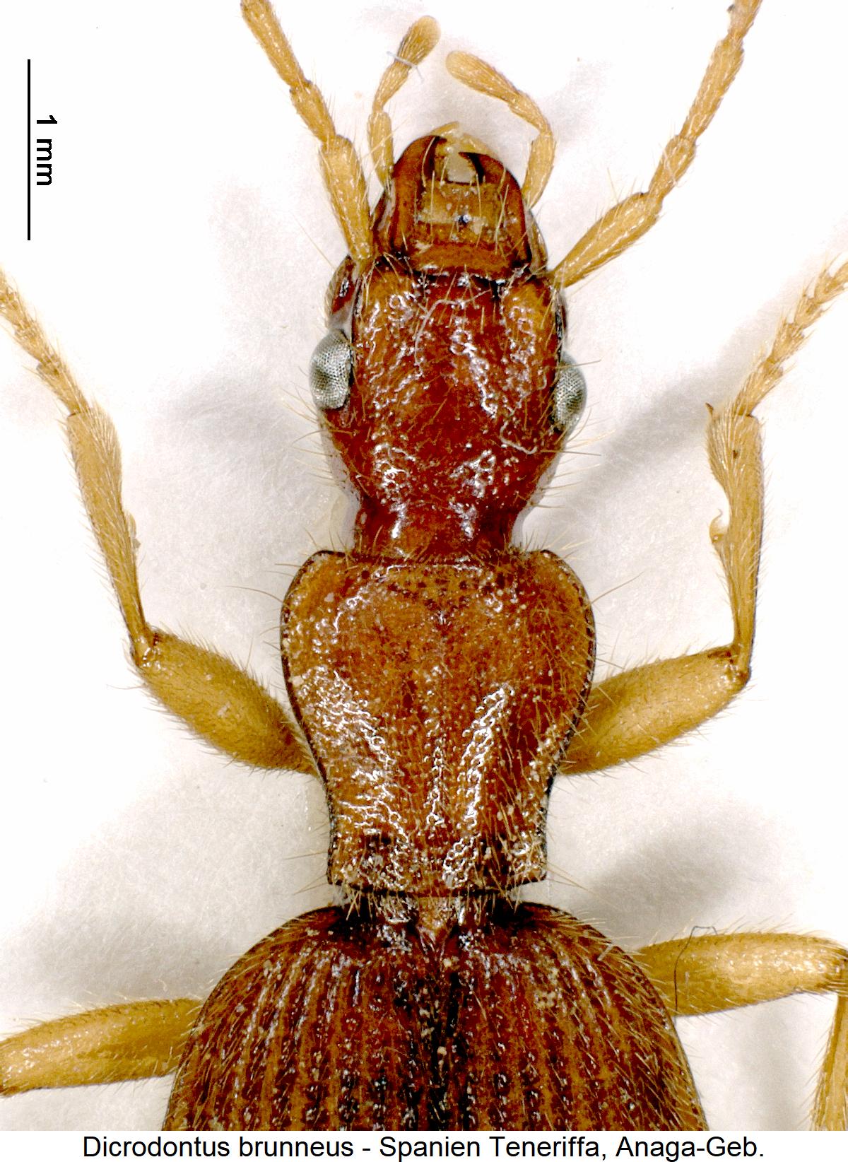 dicrodontus_brunneus_vk.jpg