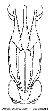 dicronychus_equiseti.gif