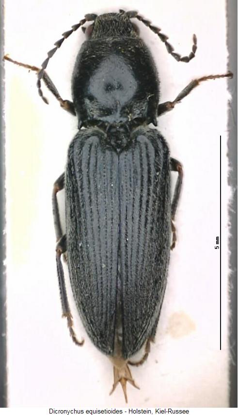 dicronychus_equisetioides_hab.jpg