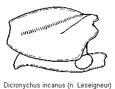 dicronychus_incanus_hschl.gif