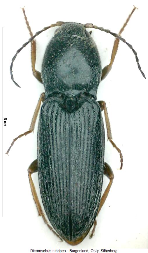 dicronychus_rubripes_hab.jpg