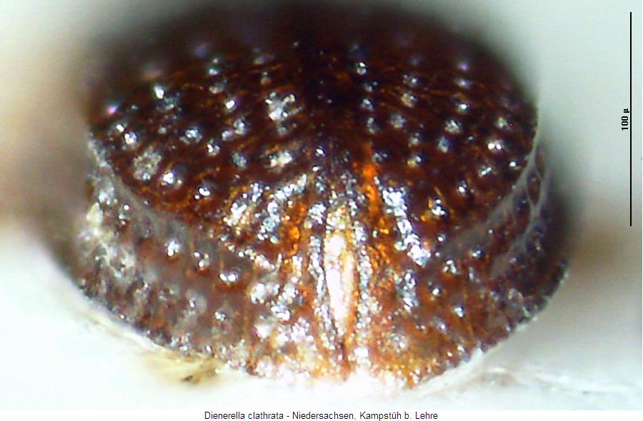 dienerella_clathrata_fld.jpg