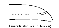 dienerella_elongata_fld2.gif