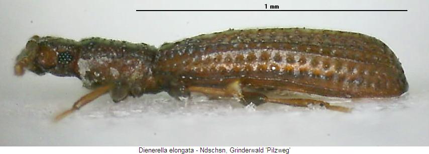 dienerella_elongata_sa.jpg