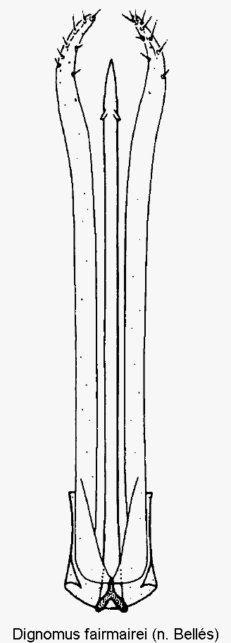 dignomus_fairmairei.gif