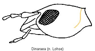 dinaraea_k.gif