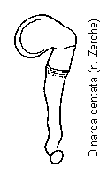 dinarda_dentata_sperm.gif