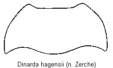 dinarda_hagensii_hsch.gif